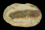 Pecopteris Fern Fossil (Pos/Neg) - Mazon Creek #92295-2